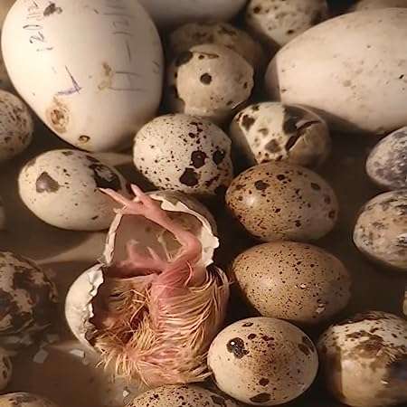 Quality Eggs Incubator KIT with Full Setting for Eggs of Hen, Duck, BATER and Other Birds